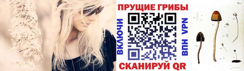 Купить Белая Калитва Псилоцибиновые грибы Psilocybe